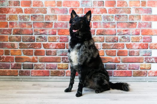 Black White Dog on back brick wall, mudi, a studio shot