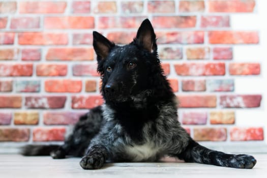 Black White Dog on back brick wall, mudi, a studio shot