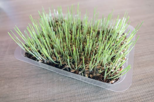Cat grass. Useful food for the digestion of cats and a healthy stomach. Green grass is grown in a container specifically for cats.