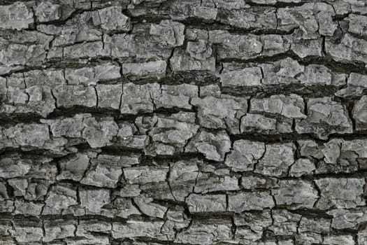 Tree bark abstract natural embossed wood texture nature skin pattern background.