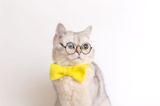 Close up of charming white cat in a yellow bow tie and glasses, on a white background, looks away. Copy space