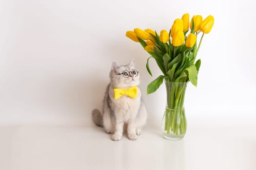 A funny white British cat in a yellow bow tie and glasses, sitting next to a glass vase with a bouquet of yellow tulips on a white background, looks at the side. Copy space