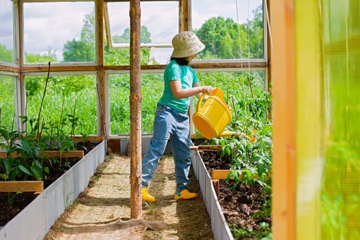 A one little girl , waters with a yellow watering can, tomato bushes in a glass greenhouse, in summer, on a sunny day.