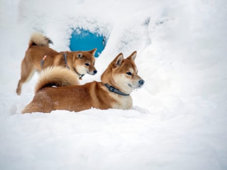 Japanese red coat dog is in winter forest. Portrait of beautiful Shiba inu male standing in the forest on the snow and trees background. High quality photo. Walk in winter