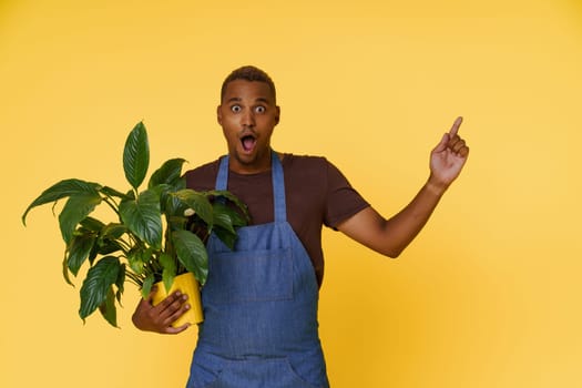 Amazed African American gardener holding home flower in hand and pointing to empty copy space on yellow background. Concept for product placement and advertising. High quality photo
