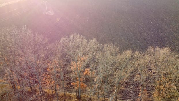 Plowed field and trees without leaves lit sunlight on sunny autumn spring day. Chernozem black earth field. Flying over agricultural field. Aerial view. Red sun glare. Tilled land field. Dug up earth.