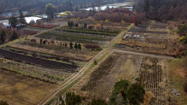 Plant nursery in autumn. Flying over plants of different varieties in beds in plant nursery on sunny autumn day.Top view. Aerial drone view. Growing and cultivating different plants and trees.