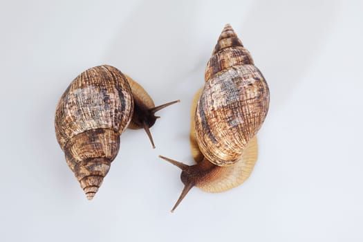 Studio shot of two grape snails, close-up