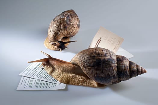 Two grape snails crawling on documents in studio