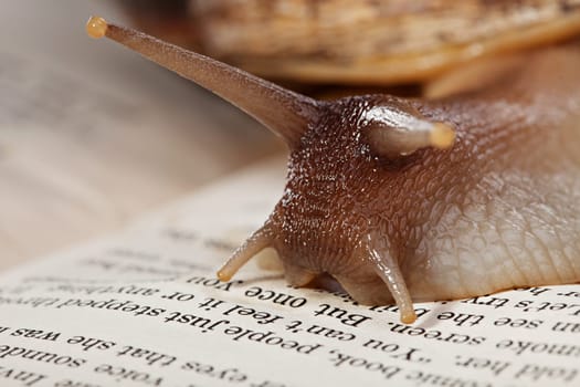 Macro image of big snail crawling on book