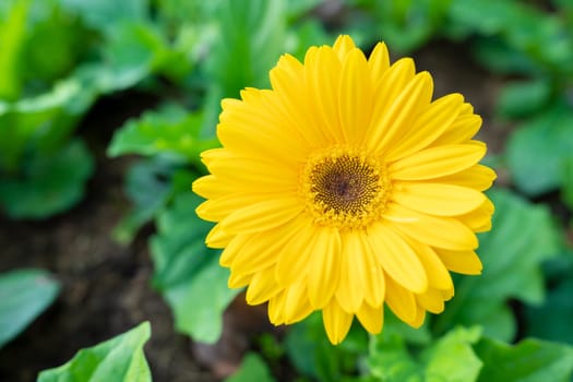 Beautiful yellow gerbera daisy flower with ladybug on the petals