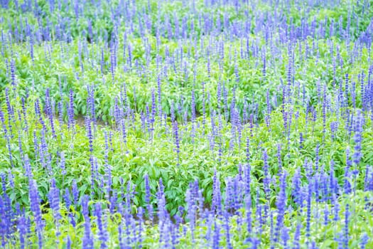Purple Salvia flowers in the garden.