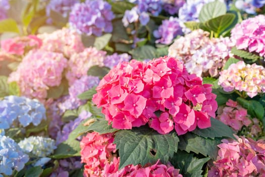 Hydrangea flower in the garden background. Multicolor Hydrangea flowers at ornamental garden