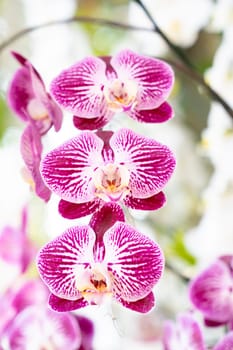 Beautiful pink blooming orchid flowers in macro.