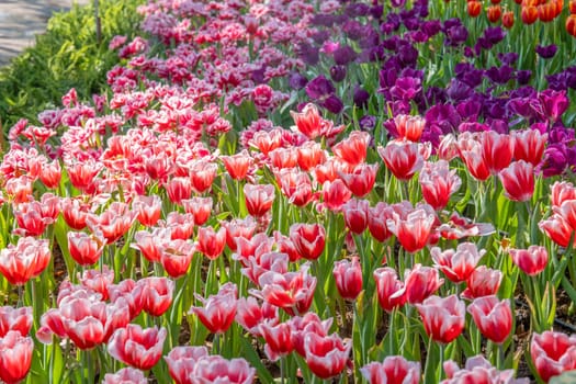 Fresh blooming tulips in the spring garden.