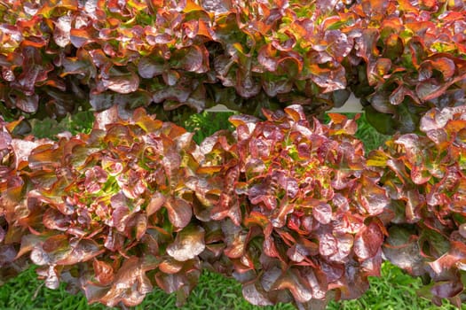 Red oaks in a hydroponic vegetable farm