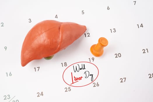 April 19th calendar and liver human artificial with wooden push pin. World Liver Day Concepts.