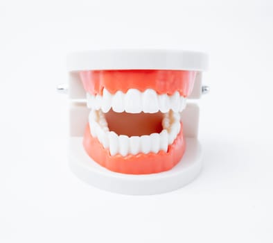 Acrylic human jaw model for studying oral hygiene on white background.
