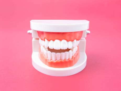 Acrylic human jaw model for studying oral hygiene on pink color background.