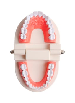 Teeth model isolated on white background, Save clipping path.