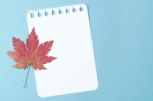 Blank note paper with dried maple leaf on blue background for your text or message.