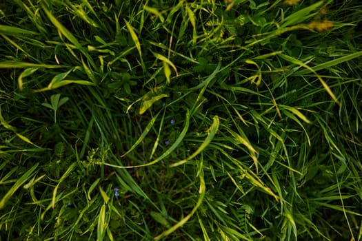a close horizontal photo of the texture of high summer grass of rich green color taken from above. High quality photo