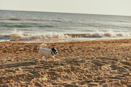 a small spotted dog runs along the beach on a sunny summer day. High quality photo