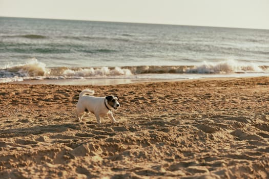 a small spotted dog runs along the beach on a sunny summer day. High quality photo
