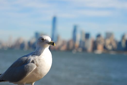 Closeup of a seagull on a blurry background of New York City