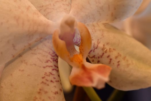 Close up of white and orange speckled orchid
