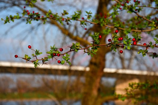 Berries on a green branch of a tree against a body of water
