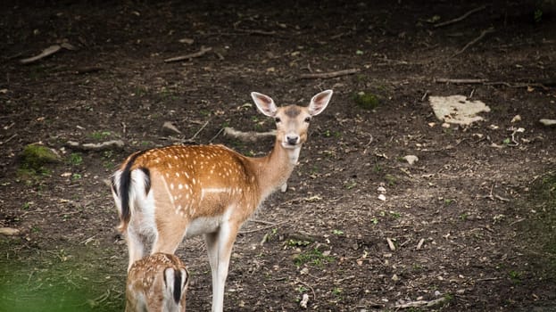 A small deer in a game preserve looks at the camera with interest, Essen, NRW, Germany
