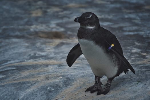 Little penguin in front of ice blue water in a zoo in Germany