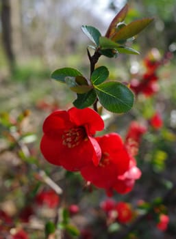 Bright red Japanese quince flowers against a blurred background