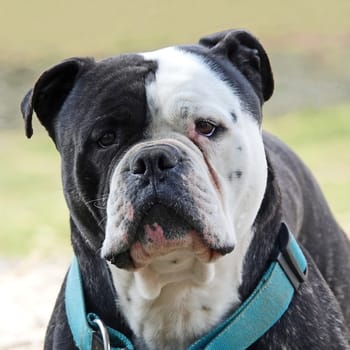 Portrait of an American Bulldog. He is black and white with a blue collar and looks alert.