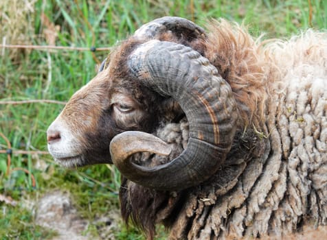 Portrait of a  male Ouessant sheep with large curled horns