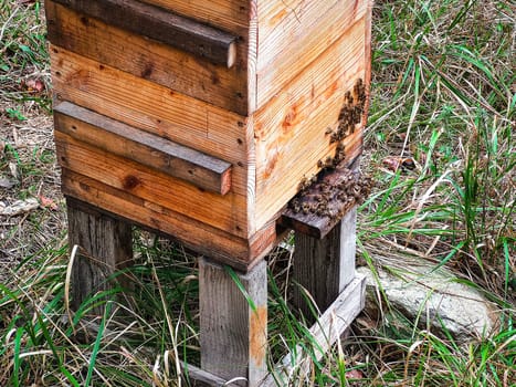 production of honey in a wood hive box