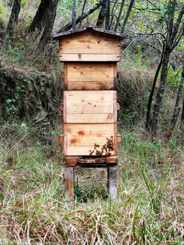 swarm of bees producing honey inside a wooden hive