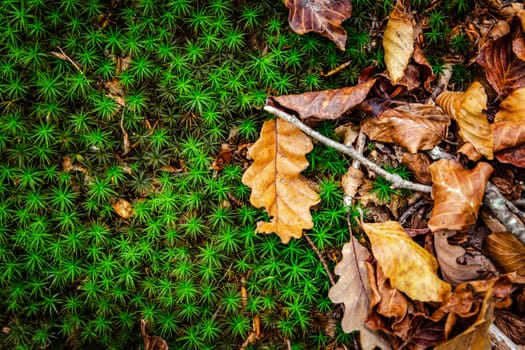 A beautiful background of dried autumn leaves and green moss, naturalistic background pattern