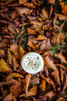 poisonous mushrooms with forest leaves photographed from above