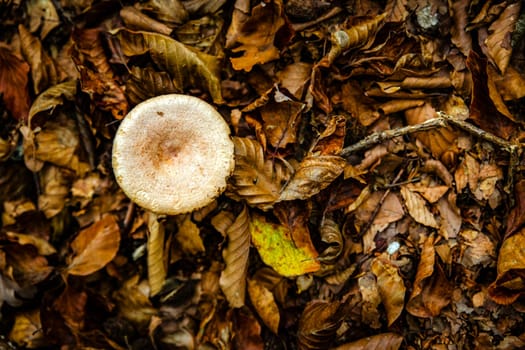 poisonous mushrooms with forest leaves photographed from above