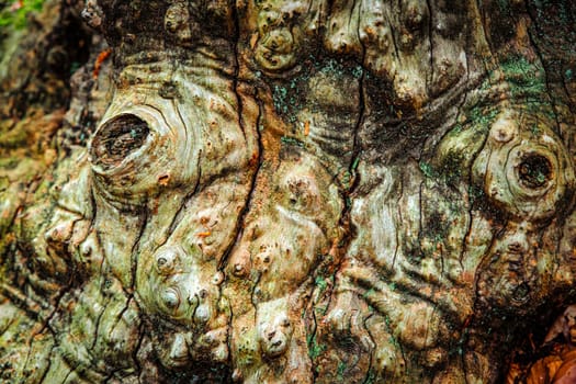 texture of the surface of an ancient forest tree, naturalistic detail 