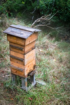 swarm of bees producing honey inside a wooden hive