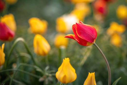 Wild tulip flowers at sunset, natural seasonal background. Multi-colored tulips Tulipa schrenkii in their natural habitat, listed in the Red Book