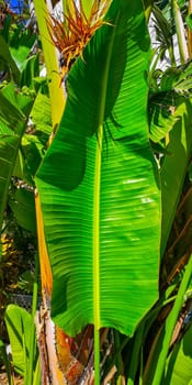 Green tropical summer palm tree leaf. Nature background. High quality photo