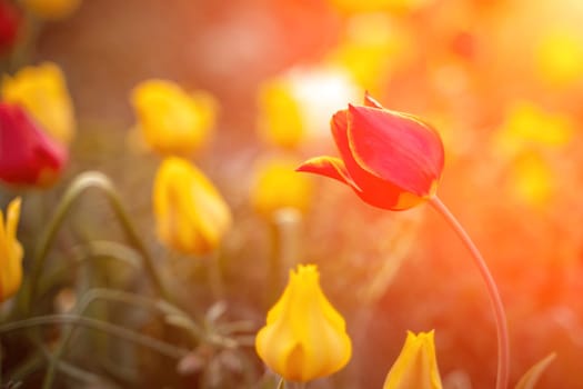 Wild tulip flowers at sunset, natural seasonal background. Multi-colored tulips Tulipa schrenkii in their natural habitat, listed in the Red Book