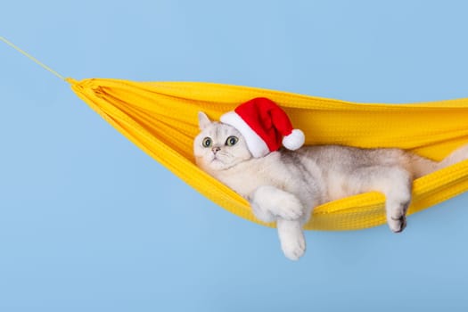 Cute white british cat in a red Santa Claus hat, lying in a yellow fabric hammock, isolated on a blue background, looking away. Copy space