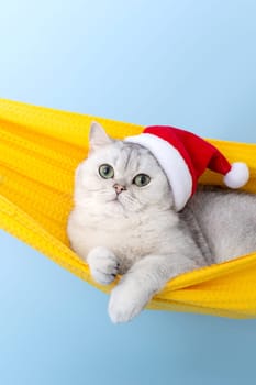 Cute white british cat in a red Santa Claus hat, lie in a yellow fabric hammock, isolated on a blue background, looking at camera. Vertical. Close up. Copy space