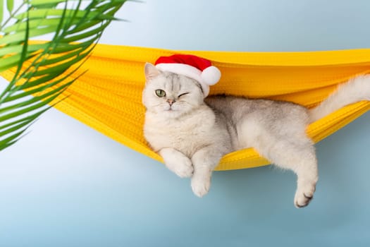 Funny winking white British cat in a red Santa hat, lying in a yellow fabric hammock, isolated on a blue background, under palm leaves. Copy space