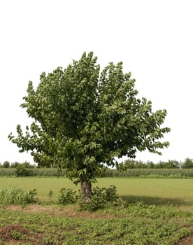 a mulberry tree in the countryside on a transparent background